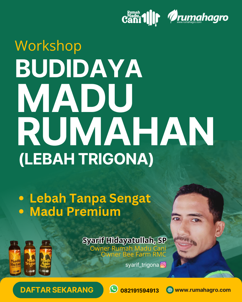 Budidaya Madu Rumahan Trigona